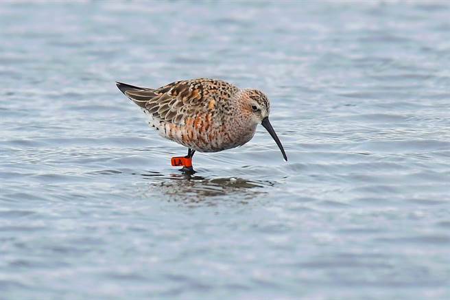 摄影师王素满拍到自澳洲所繫放的「弯嘴滨鹬」。（王素满提供／张毓翎台南传真）