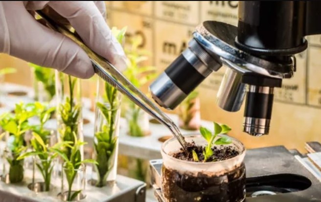 研究：豆科植物的傳染性植物病毒 竟有癌症治療潛力。（示意圖／Shutterstock)