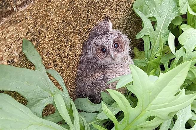 民眾在自家围墙旁发现掉落面的领角鸮幼鸟。（新竹县政府提供／罗浚滨新竹传真）