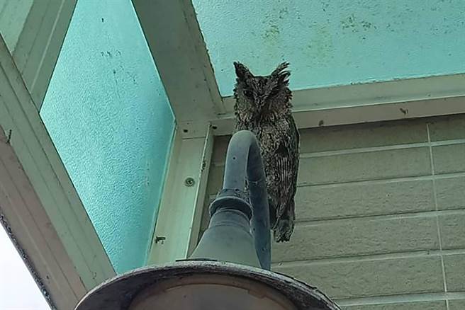 民眾发现领角鸮成鸟在旁守护。（新竹县政府提供／罗浚滨新竹传真）