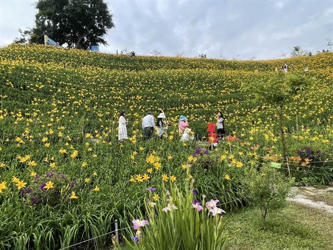 近来彰化爆红的花坛虎山巖旁金针花，让民眾欣赏金针花不用到花东后山。（参山国家风景区管理处提供／卢金足台中传真）
