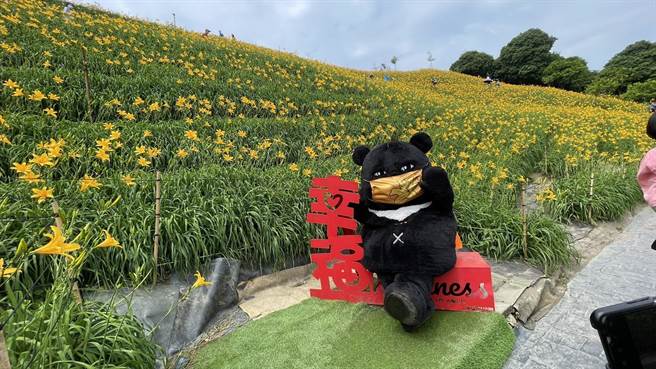 担任观光局超级任务组组长的「台湾喔熊」，日前出任务到虎山巖赏金针花。（参山国家风景区管理处提供／卢金足台中传真） 