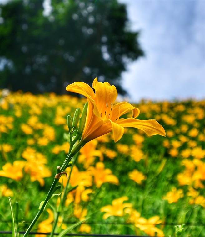 数万株黄澄澄的金针花盛开，美不胜收，吸引大批民眾前往赏花。（参山国家风景区管理处提供／卢金足台中传真）