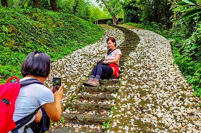 横山乡大山背大崎栋古道「桐花地毯」吸引眾拍照打卡，还能欣赏随风飘落的「桐花雨」。（罗浚滨摄）
