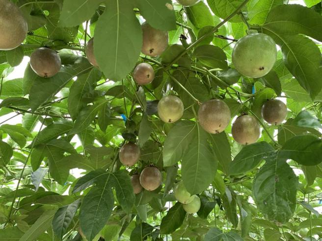 （百香果树。图／台中场提供）