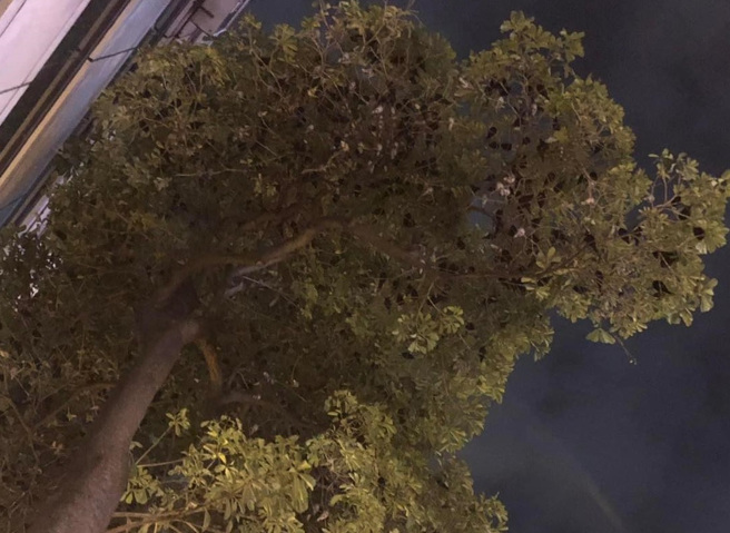 有网友拍下某停车格内有辆共享汽车沾满鸟屎，也让其他网友笑歪「像集体拉肚子」。（翻摄自脸书爆料公社）