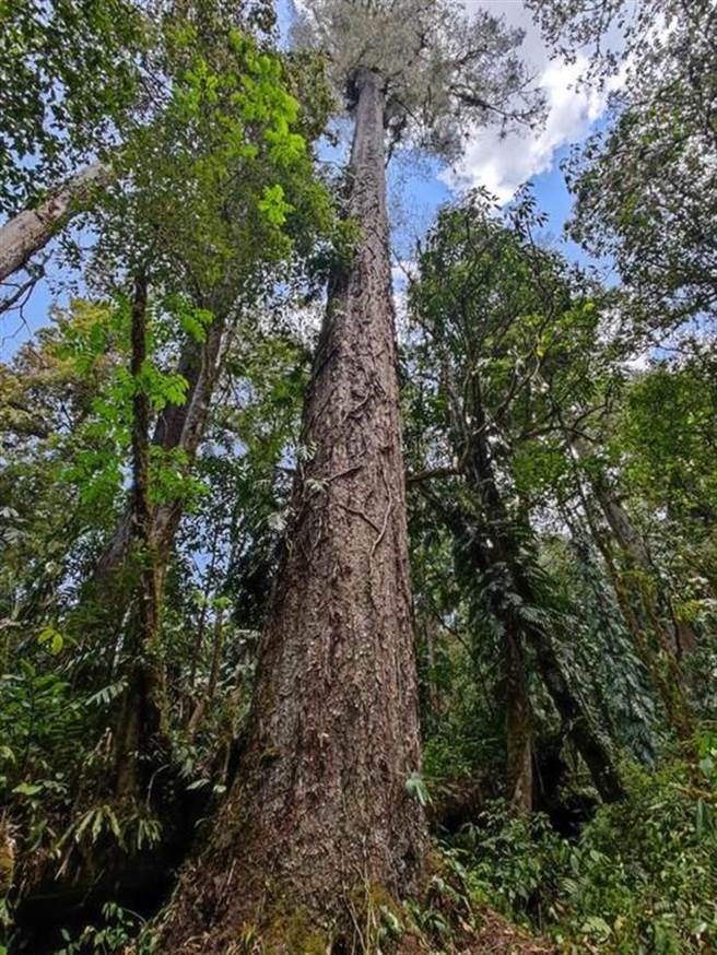 大陸科研人員近期在西藏自治區墨脫縣記錄到一棵高達76.8公尺的巨樹，成為大陸迄今為止發現的最高的樹。（新華社）