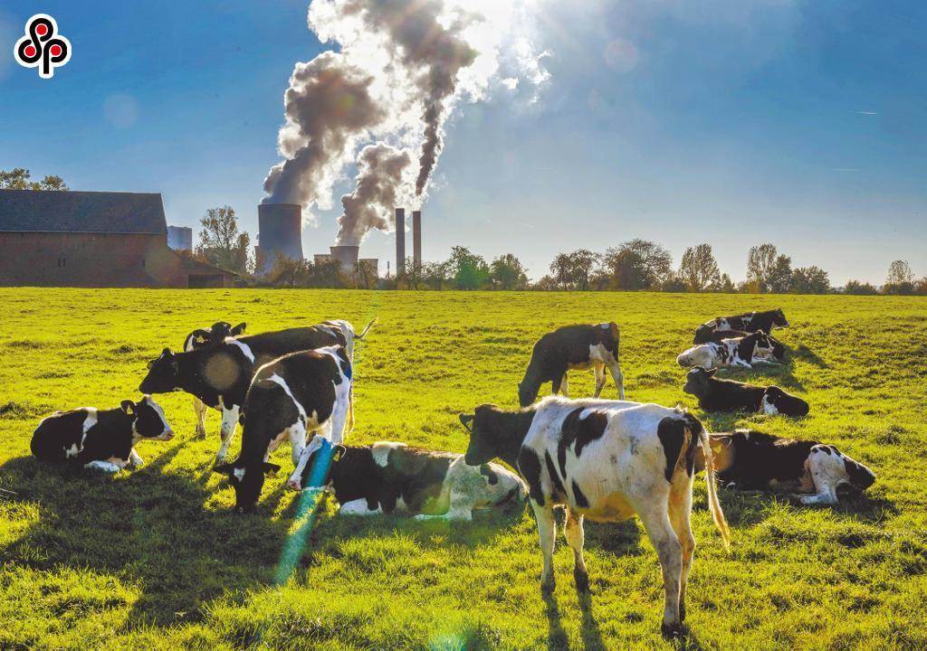 生態、環保團體今(10)日發布聯合聲明表示，甲烷的溫室效應約為二氧化碳的80倍，減少甲烷排放是最快速有效且經濟的減緩措施，有助於控制地球溫度上升不超過1.5度，透過畜牧業減排是不可忽視的淨零排放策略。（本報系資料照）