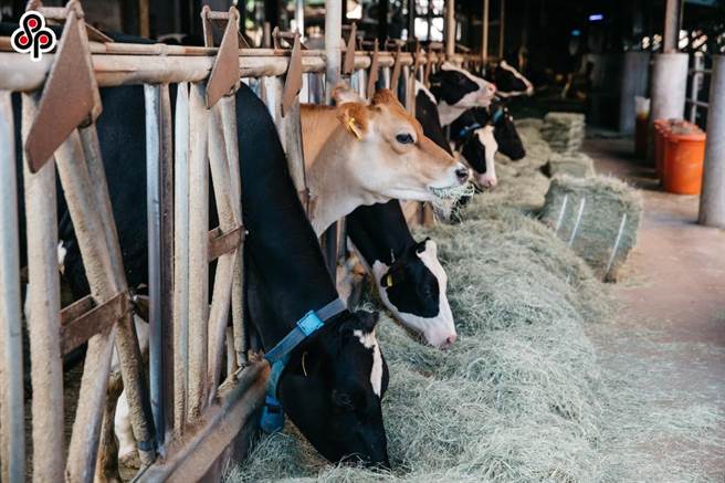 林宪明说，上次生乳调整收购价已经是2011年的事，现在原物料高涨，这段期间酪农业不敷成本，几乎都是独挑所有的压力。（郭吉铨摄）