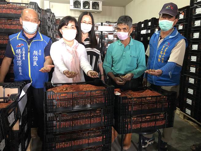 花农歷经3个月漫长等待，10日在后里美地公司开启货柜，2只货柜400多万颗种球，提供花农提货种植。(陈世宗摄)