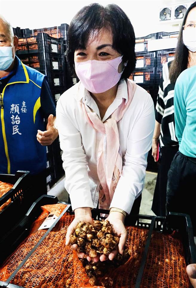 立委杨琼璎从没看过剑兰的种球，她高兴的说「外观看起来好像红葱头！」(陈世宗摄)