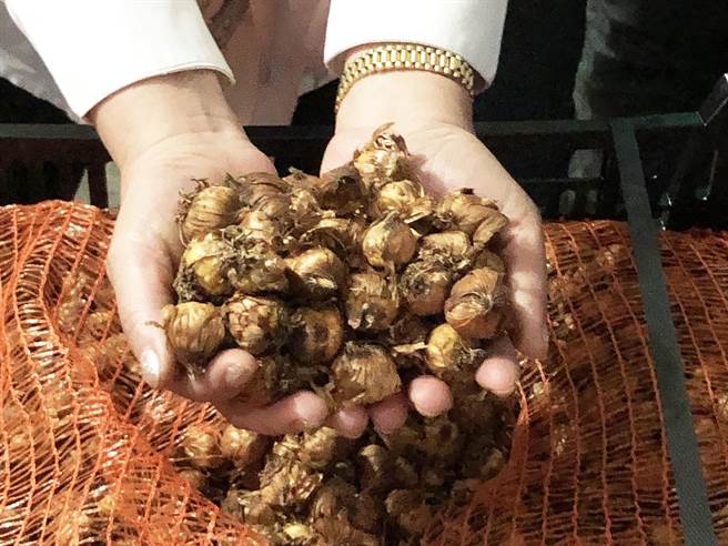 农委会以专案检疫400万颗种球方顺利抵台，10日在后里美地公司开柜提货。（陈世宗摄）