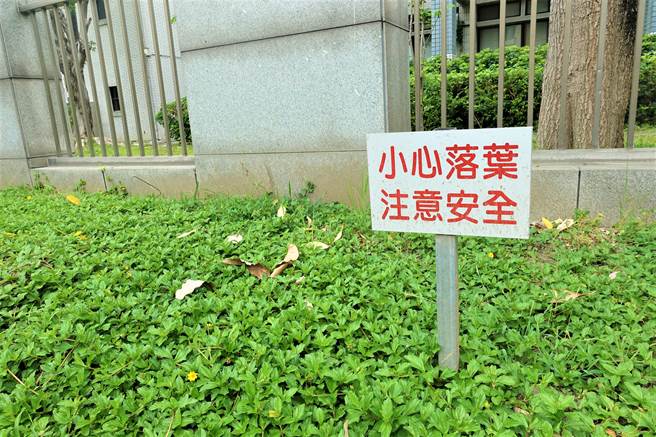 6楼楼高的大王椰子树，枯叶落下有如凶器恐伤及行人学童安全。（参山处提供／卢金足台中传真）