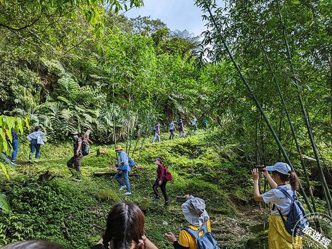 在四分子古道沿著茶路緩緩而上
