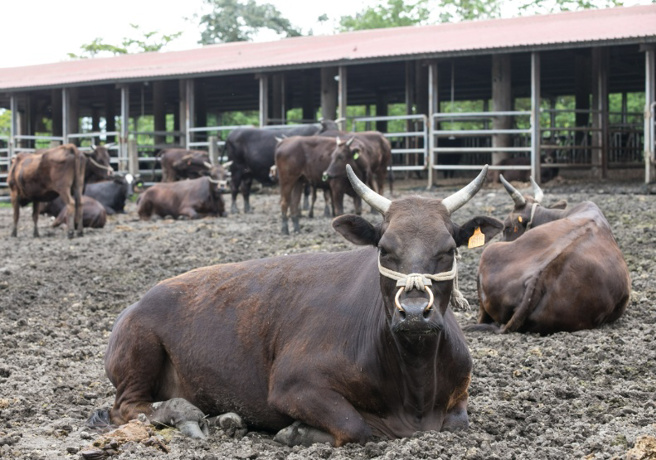 源興牛是珍貴的「原原種但馬牛」，肩負發揚前總統李登輝「台灣和牛」遺願，希望台灣人都能品嘗到優質本土肉牛，並改善台灣畜農生活。(圖／遠見提供)