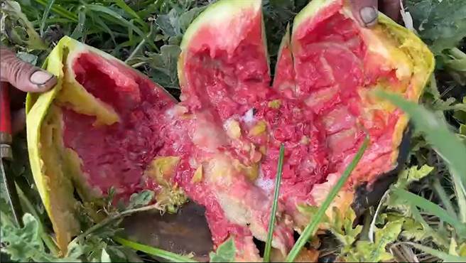 今年彰化县福兴乡、芳苑乡的西瓜受到春雨影响，当季的西瓜成果率不佳，畸形裂果样样来，让当地瓜农欲哭无泪。(公所提供／吴建辉彰化传真)