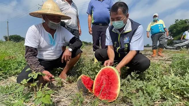  福兴乡长蒋烟灯表示，今年福兴西瓜大约7成烂果，可以说是近年来最差的收成，也连带影响今年的西瓜节。(公所提供／吴建辉彰化传真)