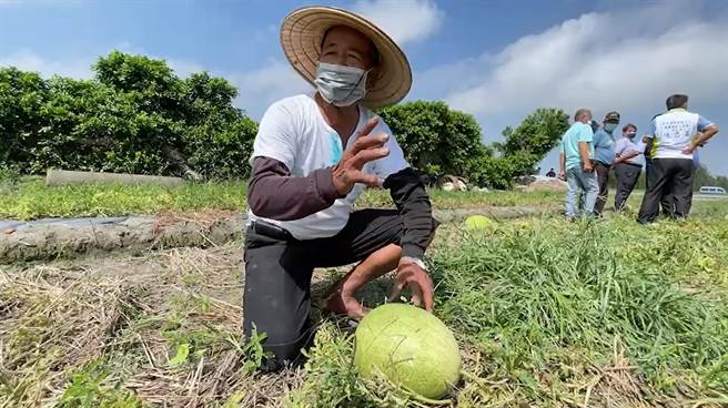 有瓜农就说，种瓜种了几十年，从没遇到过这样的情况，原本以为有存活部分外型好看的西瓜，结果打开看里面也都是烂的。(公所提供／吴建辉彰化传真)