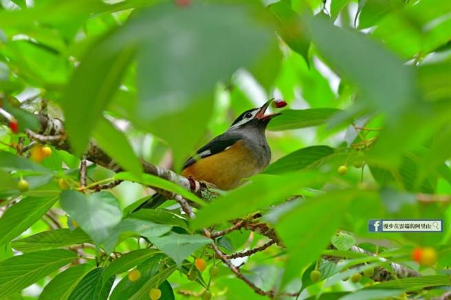 阿里山花季謝幕，部分品種櫻花長出果實，引來鳥類啄食。（漫步在雲端的阿里山提供／張亦惠嘉縣傳真）