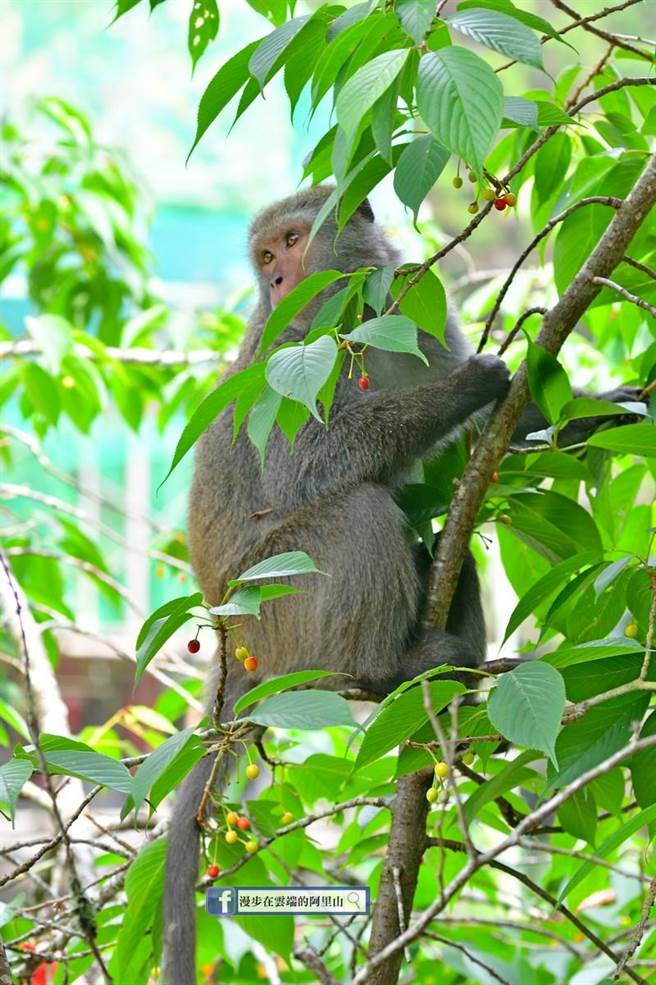 阿里山花季謝幕，部分品種櫻花長出果實，引來鳥類啄食，因果實苦澀，猴子較不愛吃。（漫步在雲端的阿里山提供／張亦惠嘉縣傳真）