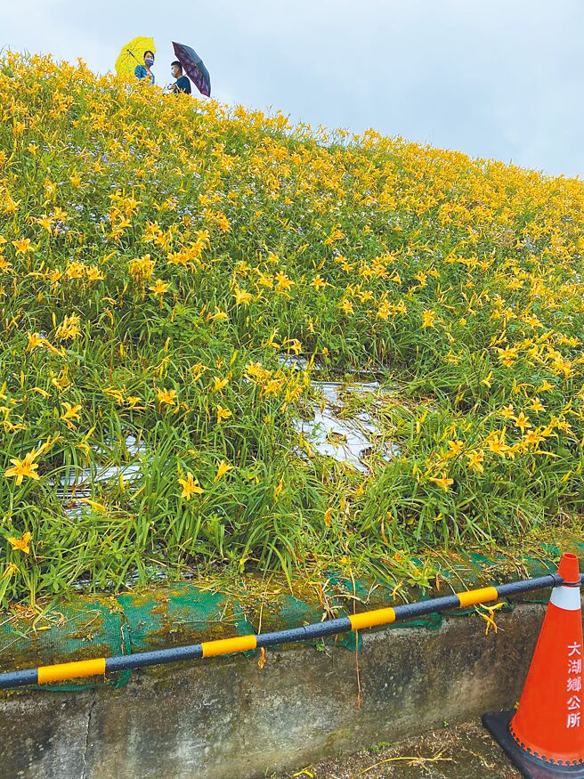 大湖金針花祕境最近出現隨意停車、踐踏花圃跟亂丟垃圾等情況，大湖鄉長胡娘妹9日宣布封園，暫時不對外開放。（大湖鄉公所提供／李京昇苗栗傳真）