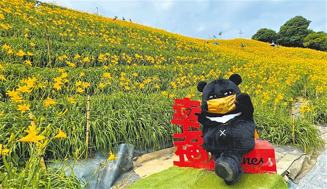 近來爆紅的花壇虎山巖旁金針花盛開，民眾欣賞金針花不用到花東後山。（參山國家風景區管理處提供／盧金足台中傳真）