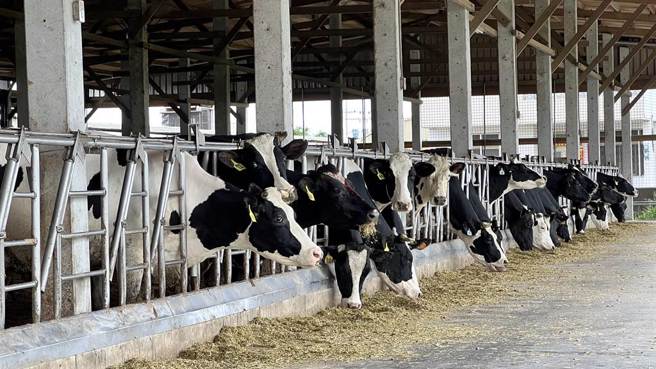 饲料成本大涨，国内酪农成本吃紧，盼调整生乳收购价。（张毓翎摄）