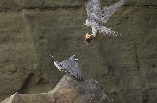 亲鸟罕见主动传递食物引诱幼鸟起飞，但多次尝试并未成功。（基隆鸟会提供／陈彩玲基隆传真）