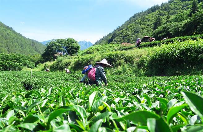 武陵农场的茶叶产区，海拔标高约1740到2200公尺。（武陵农场提供）