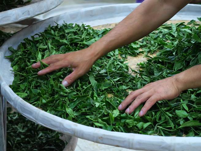 武陵农场的红茶均为手工摘採及手工制作。（武陵农场提供）