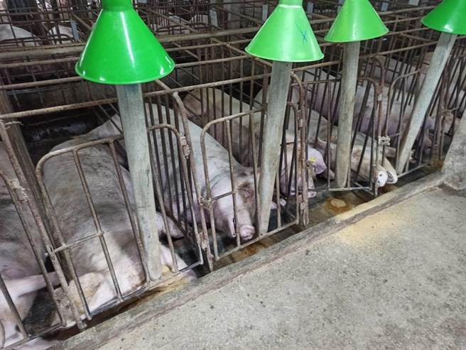 清晨风雨交加，芳苑养猪场，猪只集体被电毙。（芳苑乡公所提供／吴敏菁彰化传真）