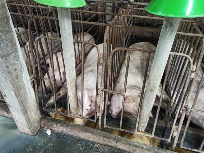 清晨风雨交加，芳苑养猪场，猪只集体被电毙。（芳苑乡公所提供／吴敏菁彰化传真）