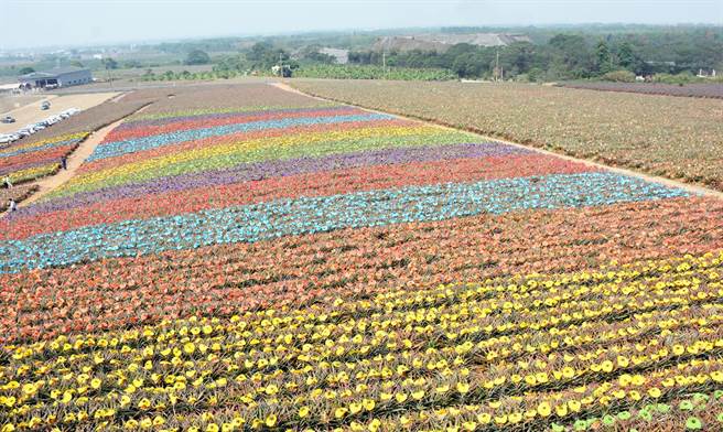 结合艺术与产业的凤梨彩绘田，已成屏185县道热门限定景点。（林和生摄）