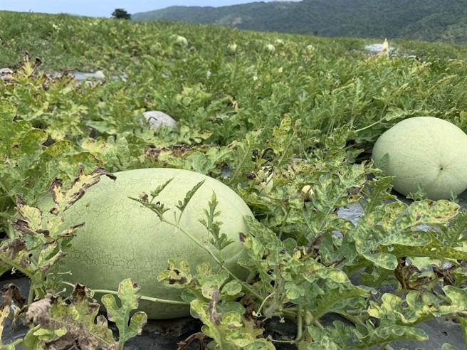 花莲大西瓜品质佳，下单就送抽奖券。（图／本报资料照）