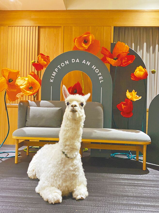 王宥忻携羊驼接受顶级宠物友善旅馆邀约拍摄宣传照。（固力狗娱乐提供）