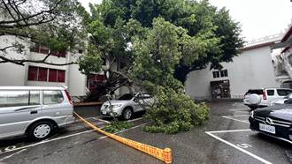 台南民治議事廳停車場老榕樹倒塌壓1車 受害車主驚險逃過