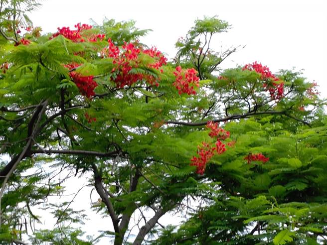 校园里的凤凰树。（「象农夫」团队提供／林志成台北传真）