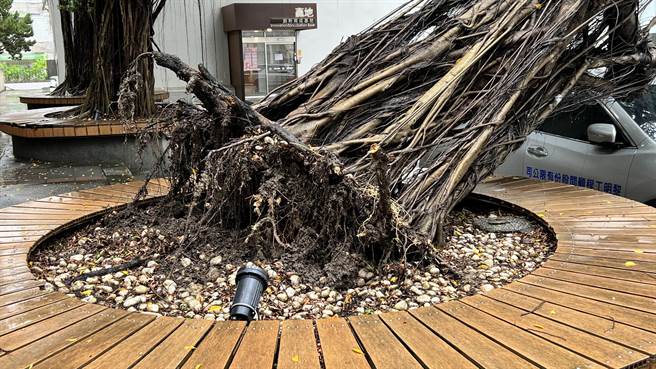 現場人員初步研判，應該是榕樹的根部已腐朽，才會在大雨後倒塌。（張毓翎攝）