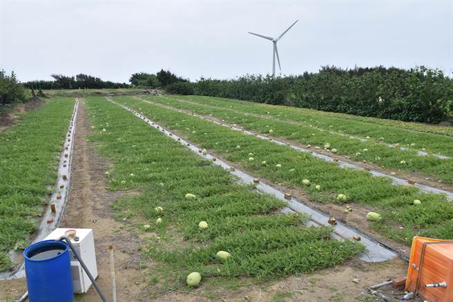 后龙镇南港、中和两里在滨海沙地栽种西瓜已超过百年歷史。（谢明俊摄）