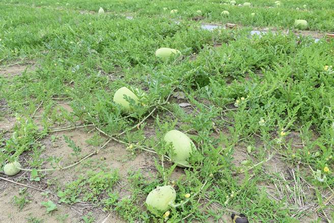 后龙镇农特产品三宝之一的西瓜，闻名全国。（谢明俊摄）