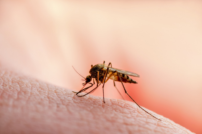 日本專家指出，二氧化碳、體溫、汗和腳臭是吸引蚊子的4大關鍵。(示意圖/達志影像)