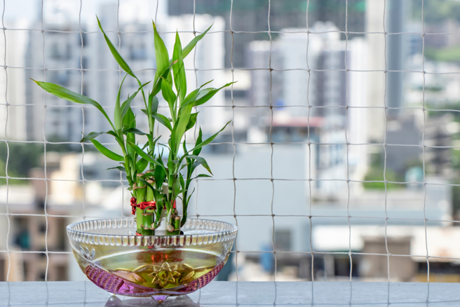 万年青又叫做开运竹、富贵竹、幸运竹，是常见的室内盆栽，在风水上有开运效果。（示意图／shutterstock）
