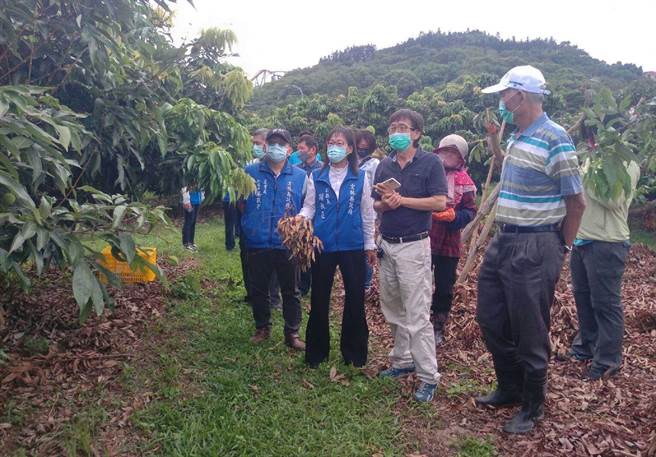 氣候不穩延遲性災損，雲林縣荔枝受損3成以上。（雲林縣政府提供／張朝欣雲林傳真）