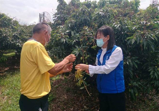 氣候不穩延遲性災損，雲林縣荔枝受損3成以上。（雲林縣政府提供／張朝欣雲林傳真）