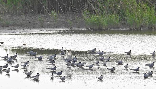高雄市政府12日表示，上千只鸥科家族鸟类群聚飞舞的动人景象时隔3年再现茄萣湿地，为这次赏鸟季迎来漂亮句点，也让鸟迷们惊艳称奇。（图/ 中央社）