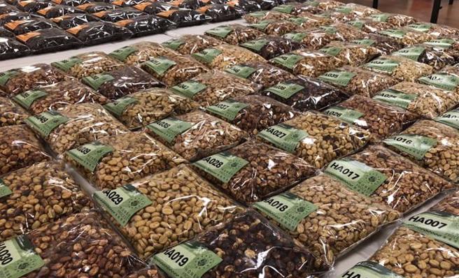 嘉義縣政府農業處12日表示，縣內咖啡種植面積約200公頃，產區集中在海拔800公尺以上的大阿里山地區，風味及口感有別於平地咖啡。（圖/ 中央社）