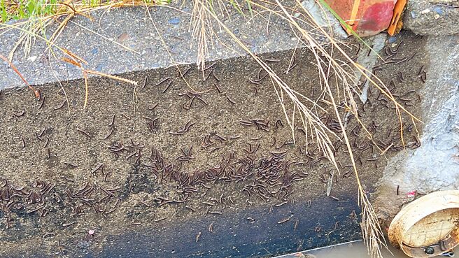 台南市后壁区芭乐农11日一早到芭乐园时，惊见邻田地上和水沟边冒出大量马陆。（张毓翎摄）