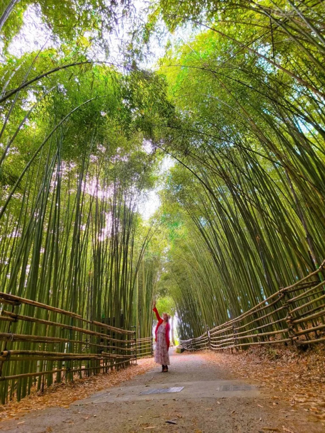 烏嘎彥竹林被譽為台版小嵐山，祕境周邊竹林處處，像是超梅竹林步道和烏嘎彥2號竹林隧道的景色也很美！(圖/行遍天下提供)