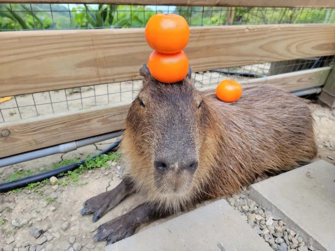 哈比丘茶樹森林超人氣的水豚君乖乖任人擺布、拍照。(圖/行遍天下提供)