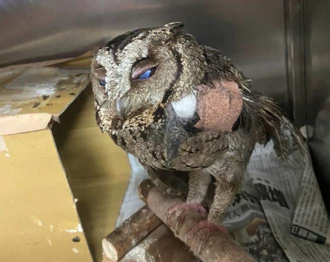 折翼的領角鴞。(壽山動物園提供)